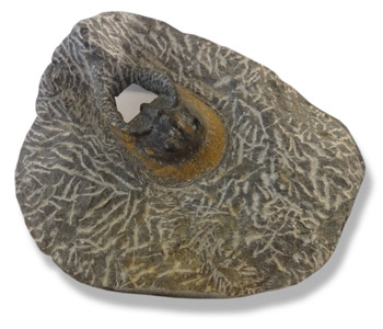 fossil2